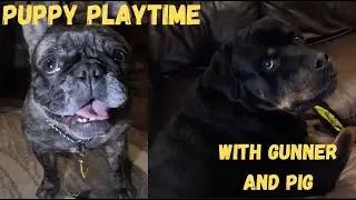puppy playtime 🐶🐾 Gunner the Rottweiler & Pig the Frenchie Go Wild!  #rottweiler #dogvideos