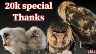 20k Special thanks live with my two Owl 🦉 🦉 chicken 🐓 Mukbang