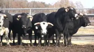 Canadian Finals Rodeo Bucking Bulls