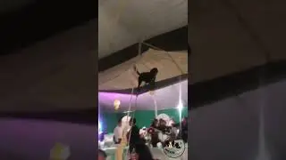Perro gracioso camina sobre carpa  #mascotascuriosass  #cat #funny #dog #pets #cute #catlover #humor