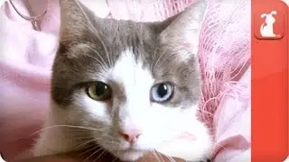 Healing Power of Pets: Woman with Multiple Sclerosis was saved by cat.
