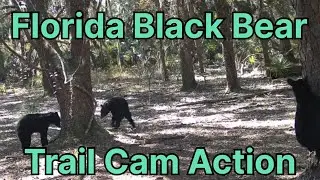 🔥 EPIC Florida Black Bear Trail Cam Footage! Nomadic Trail Cam- Sunny Hill Restoration Area