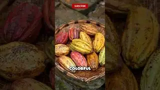 How Chocolate Is Really Made From Fruit!