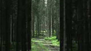 Расслабляющая музыка для души и хорошего настроения. Relaxing music for the soul and a good mood