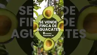 AVOCADO FARM FOR SALE- PROFITABLE BUSINESS. High Demand #republicadominicana