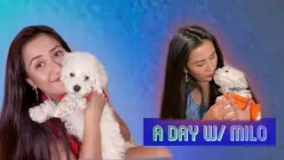A day with Milo #bichonfrisepuppy #12wksoldpuppy #milodiaries