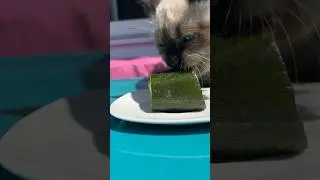 The experience of eating vegetables (zucchini) #cat #cats #funnycats #catlover #catvideo