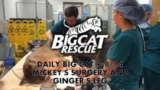 DAILY BIG CAT 9-8-14