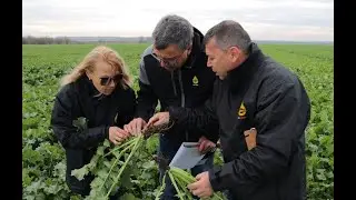ОТЛИЧНО РАЗВИТИЕ НА РАПИЦАТА ОТ РАПУЛ