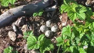 killdeer distraction display