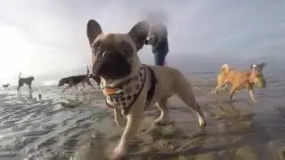 Dog Faces - Huxley and friends at the beach - More GoPro Hero4 Black fun