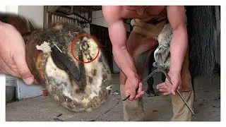 Extreme Hoof Care: A Challenge for Professionals!