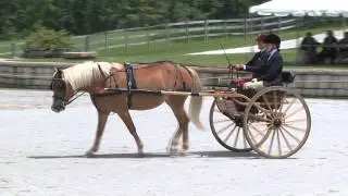 Ilyana Meltzer Dressage Orleton Farm Combined Test 2013