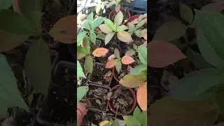 Продажа саженцев п9 цены от 450₽-550₽WhatsApp 89991568371