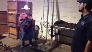 Preparing Tobacco for Fermentation