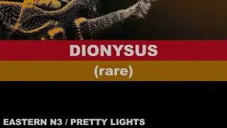 11- DIONYSUS - Eastern N3 - Pretty Lights '23