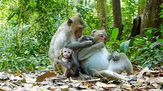 A quiet life in the forest | A baby monkey playing brings lot OF vibes to make your days