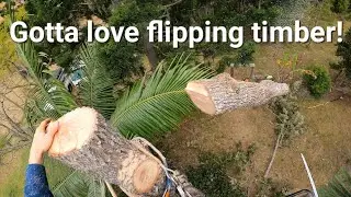 A Simple Silky Oak Removal