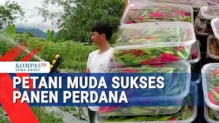 Inspirasi Petani Muda Panen Cabai Organik 200-300 Kilogram