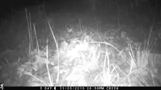 Peromyscus mice
