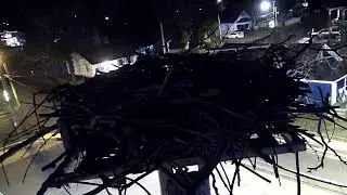 Colonial Beach Osprey Nest Cam