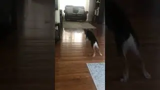 My dog can fly now