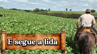 🍀Aqui no pampa a lida não para aparte de gado, curando bicheira de ovelha e pealo…