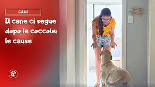 Perch&eacute; il cane ci segue dopo le coccole | Amoreaquattrozampe.it
