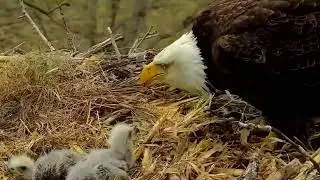 S05#92 #baldeagle | Review mother bird brings food to feed her chicks | bird nest with nature S05