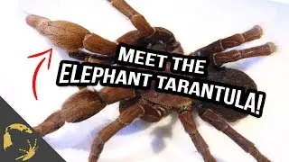 The Elephant Tarantula & Tarantula crisis in Brazil
