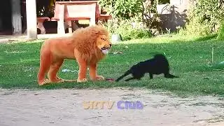 Best Prank Collection Top  Fake Lion Prank Real Dog Super Funny -