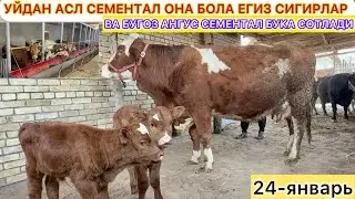 СЕМЕНТАЛ ОНА БОЛА ЕГИЗ СИГИРЛАР ВА БУГОЗ АНГУС СЕМЕНТАЛ БУКА СОТЛАДИ 24-января 2026 г.