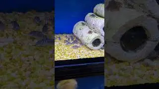Gorgeous peppered corydoras catfish cory catfish peaceful fish tank