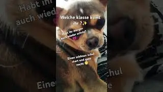 #remix #bibiundtina #youtubeshorts #techno #funny #schule#chihuahua #hund #haustier #s&uuml;&szlig;