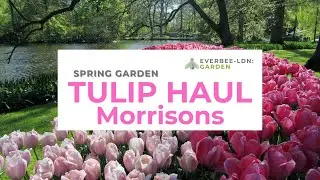 Spring Garden - Tulip Haul Look Book, part 2 - Morrisons | EVERBEE - Ldn: GARDEN