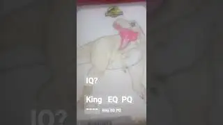 IQ?  👉rexy IQ 👉Gigantosaurus IQ? 💬IQ?