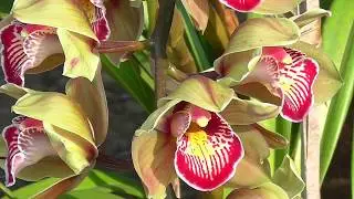 Rarest Beautiful Himalayan ORCHID