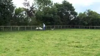 Pyrenean Sheepdog Celeste Herding At the Glebe