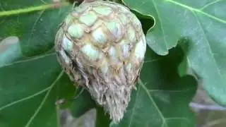 Gallwespen (Fam Cynipidae) - Gallflies  - Ein Video von KLAUS TAUX