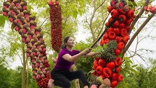 Harvesting Ripe Red Figs, Market Sale & Sweet and Sour Fig Recipe | Farm Life