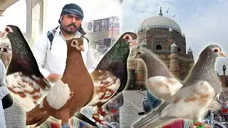 Multan Kabootar Mandi ki taza tareen Video Dekhin National Birds Farm
