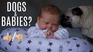 TIPS FOR INTRODUCING DOGS TO A BABY | Can You Have A Dog & A Baby? HOW To Find The Perfect Balance !