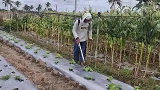 MUST-DO FARMING TECHNIQUE TO MAXIMIZE WATERMELON GROWTH!-agriculture trends