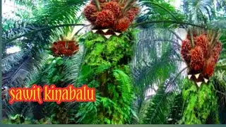 harvesting oil palm using egrek cap 111 is indeed surgical_oil palm harvesting
