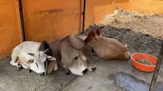 Relaxing with the Bulls After a Hearty Silage Feast
