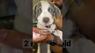 It&rsquo;s only been 8 months 😭🥲 #americanbully #bully #xlbully #dog #puppy #growth #shorts
