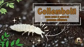 Collemboli! Cosa sono, perchè se ne parla sempre e come si allevano