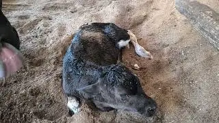 Novilha angus pariu.