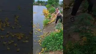 ducks farming techniques #smartfarming #smartwork #shortvideo
