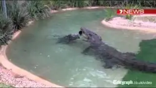 Crocodile attacks lawnmower in Australia